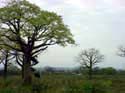 Asebo tree